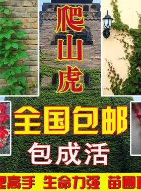 庭院攀援爬藤植物美国五叶地锦-三叶爬山虎大苗子-红叶爬墙虎盆栽