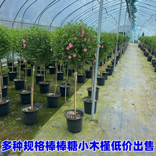 棒棒糖小木槿喜阳喜水植物