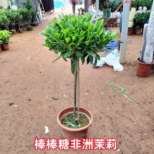 四季 非洲茉莉花盆栽 吸甲醛 植物 客厅 室内大型植物花卉 常青