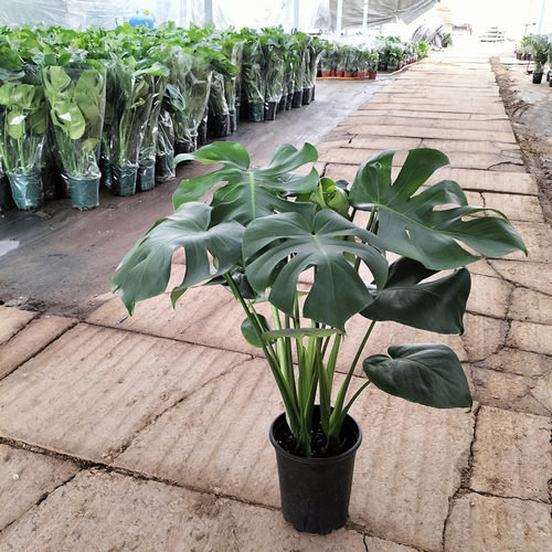 龟背竹盆栽植物大叶水培客厅