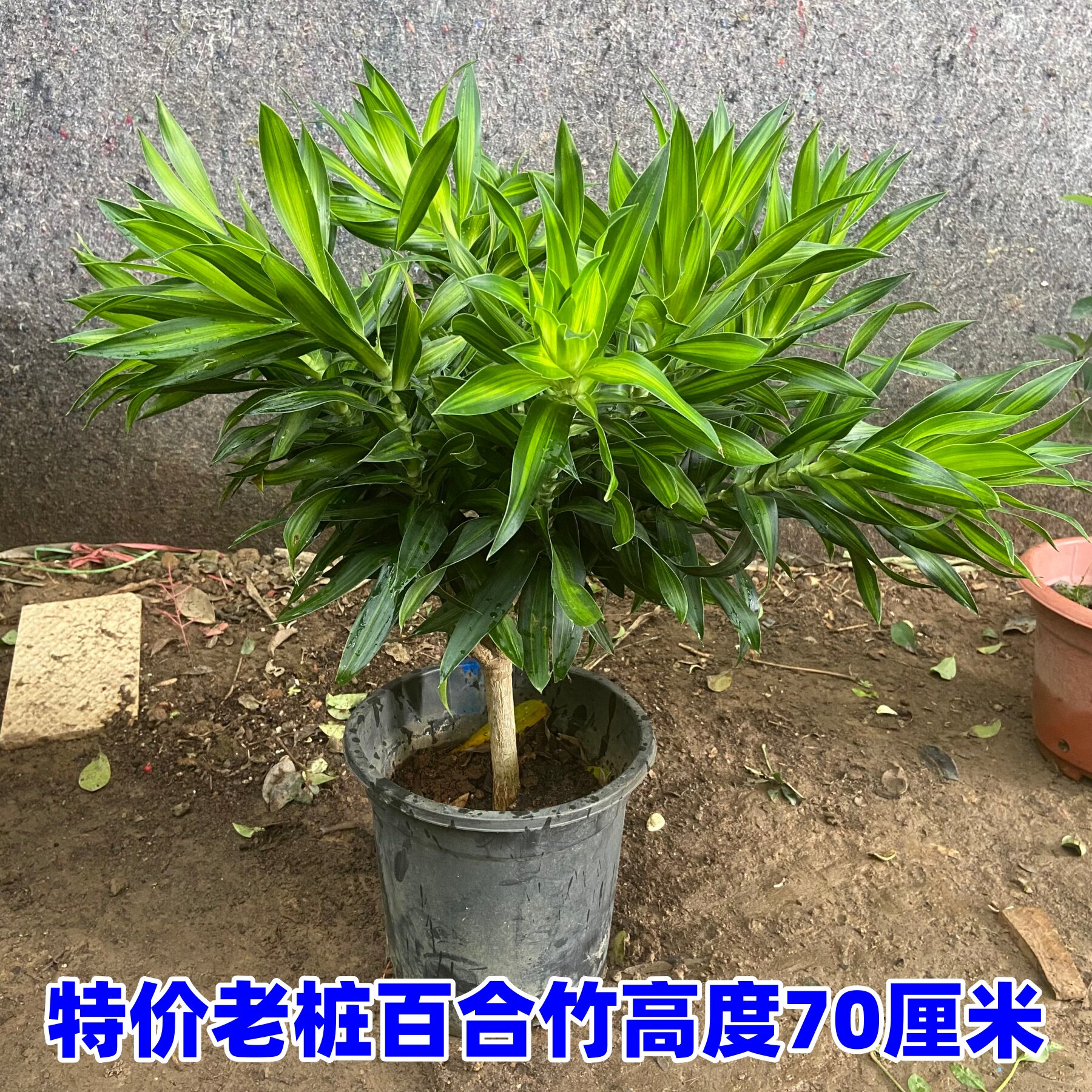 金心百合竹适合水培土培室外植物客厅绿植盆栽家庭观叶植物懒人