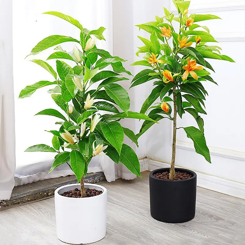 嫁接白兰花苗 白兰花树苗白玉兰黄桷兰黄兰盆栽地栽浓香花卉