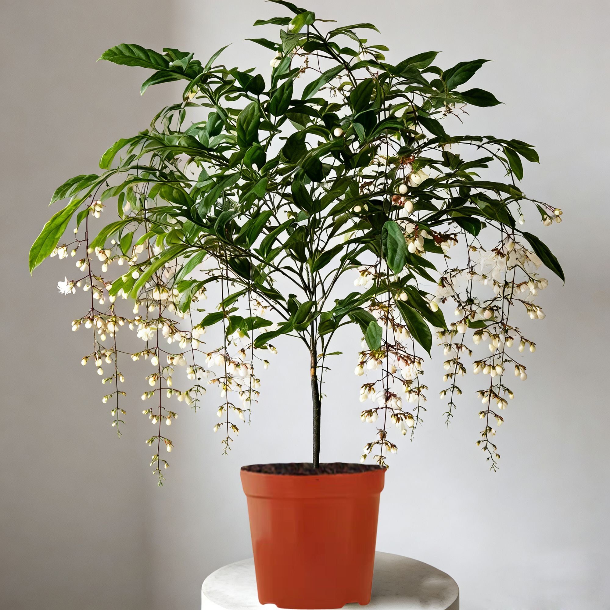 泰国垂丝茉莉花盆栽花苗易成活易繁殖植物白蝴蝶花卉室内垂吊植物