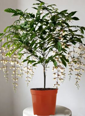 泰国室内垂吊植物白蝴蝶盆栽花苗
