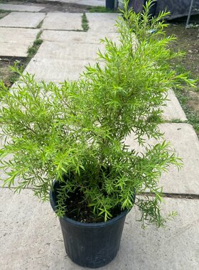 黄金香柳树苗庭院花园花镜