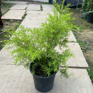 黄金香柳树苗多年生木本观叶植物黄金清香木千层金庭院花园花镜