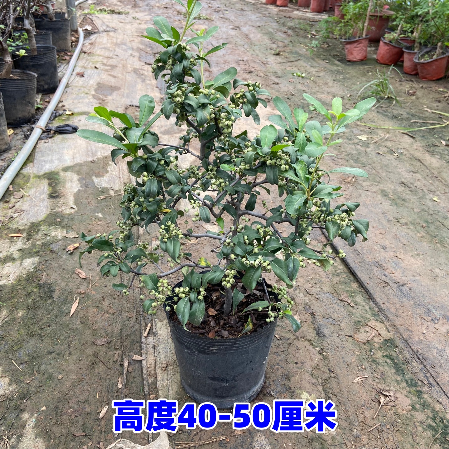 火棘盆栽树苗吉祥果满堂