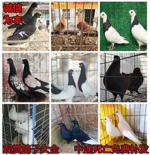 鸽子活体.凤尾.淑女，秀，两头乌，信鸽.两头红.大鼻子,鸽观赏鸽