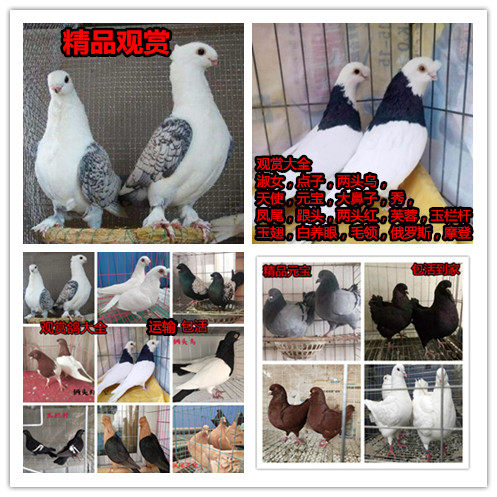 观赏鸽.,鸽子活体.凤尾.淑女，秀，两头乌，信鸽.两头红.大鼻子