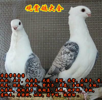 观赏鸽 观赏鸽子 鸽子活体 一对淑女鸽子元宝鸽两头乌凤尾秀包邮