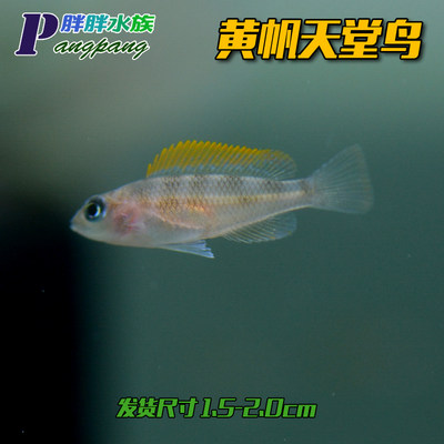 三湖慈鲷鱼卷贝鱼活体野生种鱼繁殖f1新亮丽黄帆天堂鸟观赏鱼包邮 胖胖水族工作室 淘优券