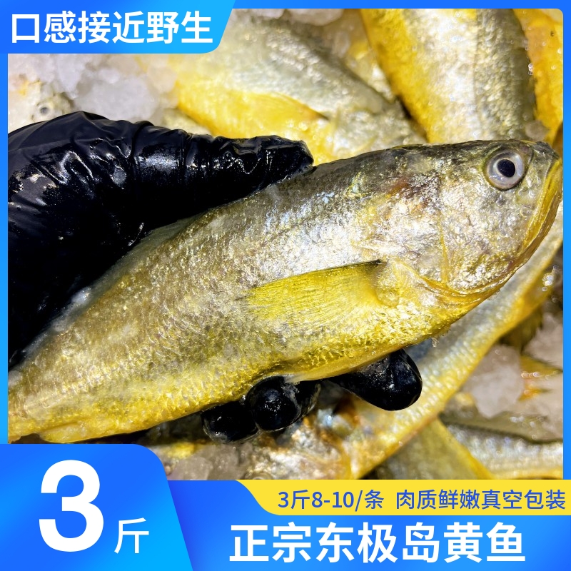 舟山東極島大黃魚(yú)深水生態(tài)半野生鮮活新鮮東海圈養(yǎng)海鮮 3斤8-10條