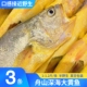 舟山东极岛大黄鱼新鲜东海特产鲜活生态深海鱼黄花鱼冷冻海鲜水产