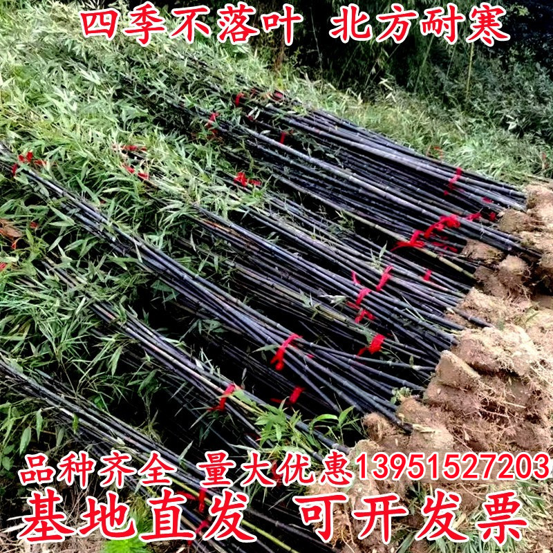 竹子苗庭院植物北方耐寒室内盆栽早园竹紫竹苗金镶玉竹四季青竹苗