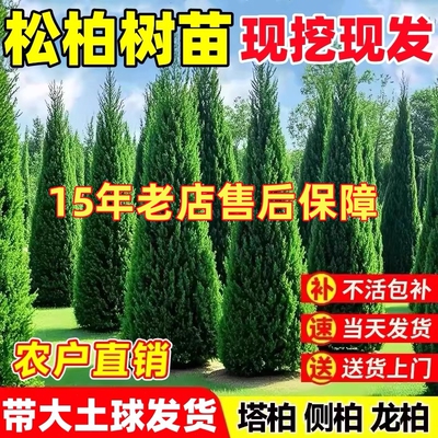 柏树苗扁柏松柏侧柏树苗圆柏松树塔柏宝塔松龙柏苗柏树四季青绿化