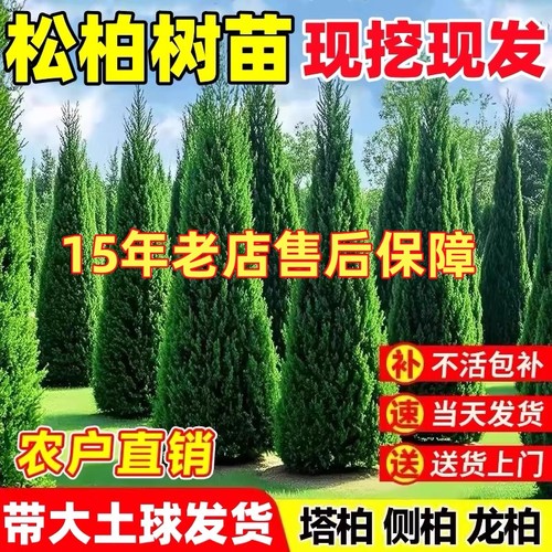 柏树苗扁柏松柏侧柏树苗圆柏松树塔柏宝塔松龙柏苗柏树四季青绿化