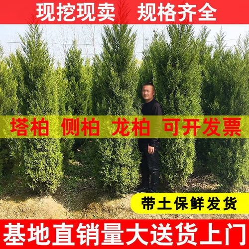 宝塔松树松柏松树塔松