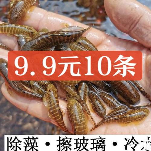 吸鳅鱼爬岩鳅冷水清道夫淡水溪流鱼除藻清缸工具鱼长汀方式套餐