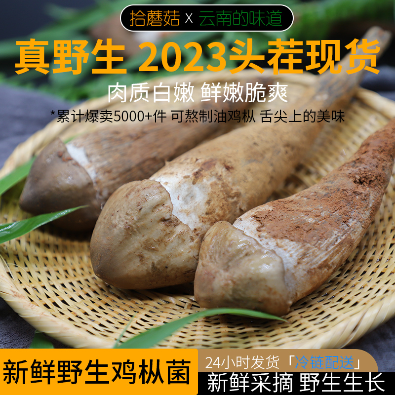 拾蘑菇云南野生新鲜鸡枞菌500g