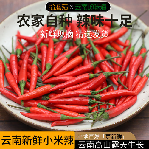 云南小米辣拾蘑菇农家自种