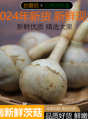 拾蘑菇 云南新鲜茨菇 蔬菜新鲜慈菇白马蹄鲜次姑茨菰现挖5斤包邮