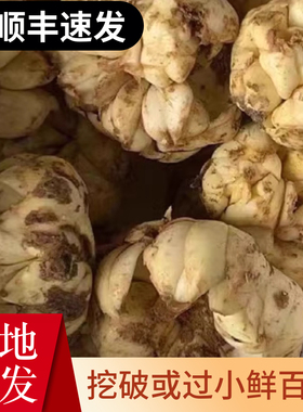 2025宜兴挖破损新鲜食用百合无硫微苦无规格白合2斤2500g土特产
