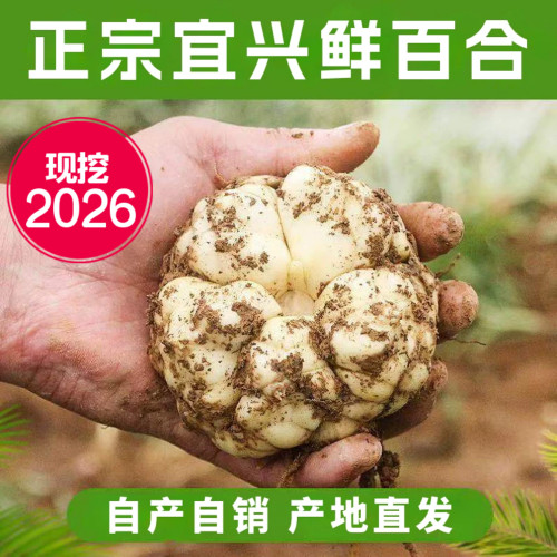 2026当季现挖上市，宜兴食用百合