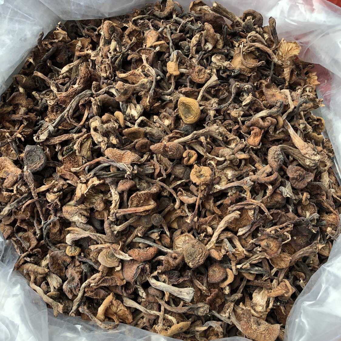 东北野生榛蘑干小鸡炖蘑菇长白山榛蘑干货无根榛蘑小草蘑500g