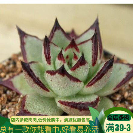 多肉植物 乌木黑檀汁  绿植盆栽|msdalam kategori penghantaran bunga/bunga simulasi/tumbuhan berkebun, bunga/Tumbuh-tumbuhan tumbuh-tumbuhan pasu (baru), succulents - dari Buy2taobao.com untuk memberikan perkhidmatan ejen Taobao profesional membeli