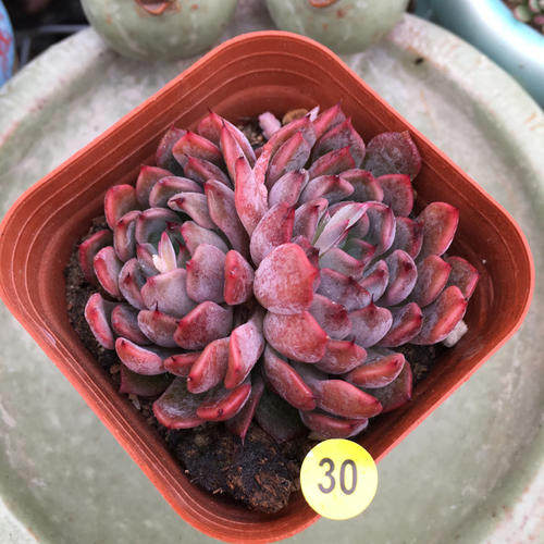 多肉植物 苦艾酒 盆栽绿植|ruв категории доставка цветов/цветок моделирования/растения садоводства, цветок/растения в горшках (новый), Суккуленты - от Buy2taobao.com для оказания профессиональной услуги покупки агента Taobao