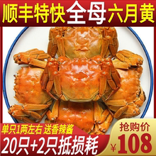 小螃蟹稻田蟹香辣蟹新鲜水产 全母鲜活六月黄大闸蟹1两左右20只装