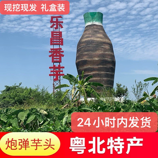 乐昌香芋炮弹芋头正宗张溪香芋广东粤北大香芋当季现挖新鲜粉香糯