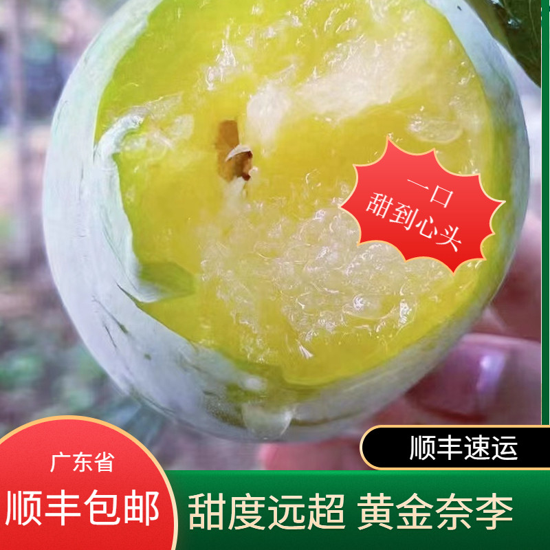 纯甜韶关九峰山绿宝石青奈李子新鲜水果现摘非黄金奈李发顺丰包邮