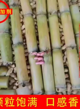 竹蔗花生无添加水煮原味花生不上火零食韶关乐昌特产绿色食品营养