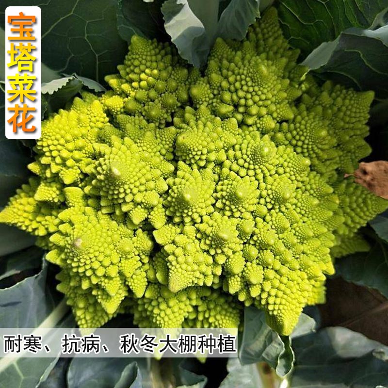 宝塔菜种子口感彩色花菜籽嫩脆