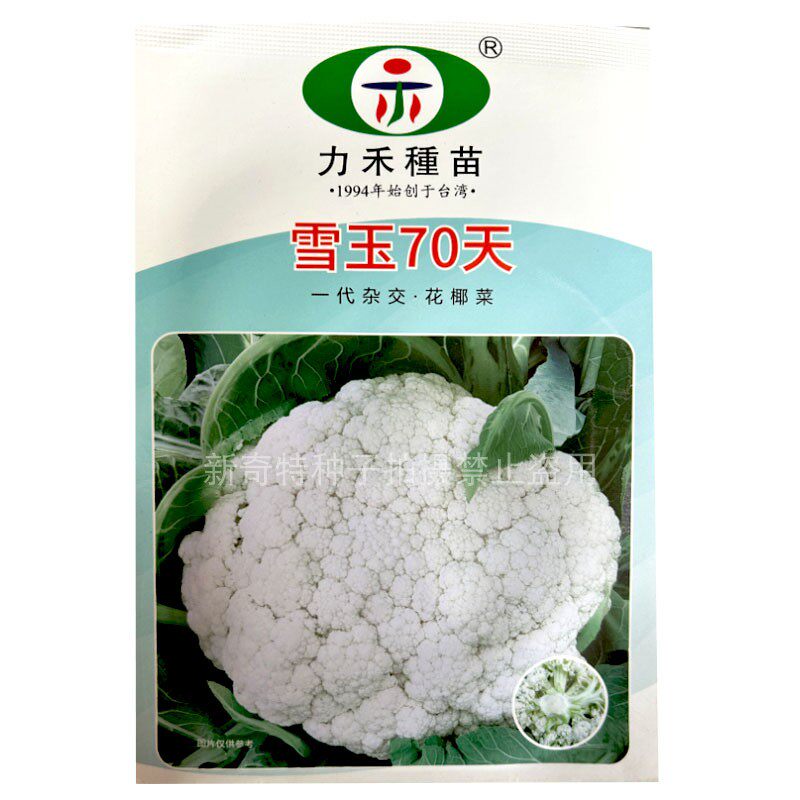 雪玉70花椰菜种子70天半松青梗花椰菜种籽春秋种植台湾花菜种子