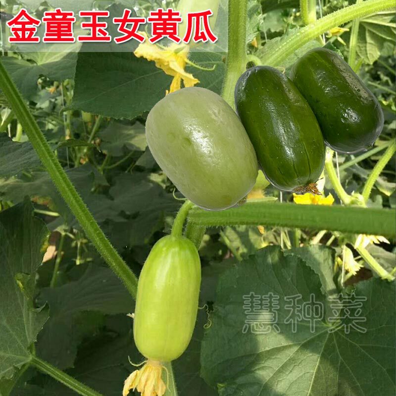 水果黄瓜种子金童玉女黄瓜种籽迷你阳台四季盆栽春季口感脆甜香