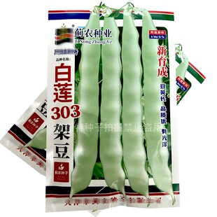 架豆种子白莲303架豆种籽早熟蔓生九粒白老来少扁条架豆白芸豆种