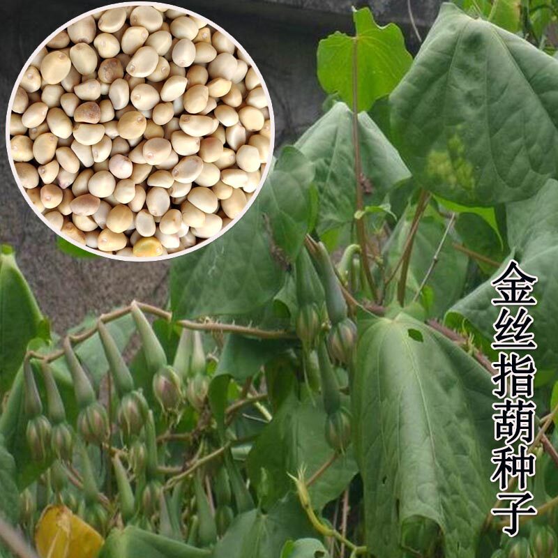 金丝指葫种子爬藤植物阳台庭院种植奇花异果攀缠植物根茎长藤包邮