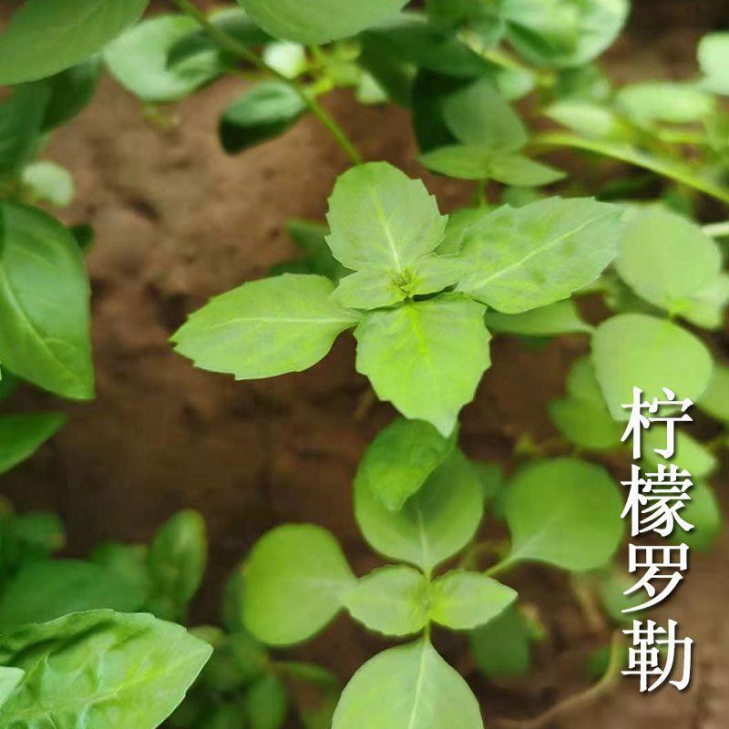 柠檬罗勒种子绿叶香味耐寒蔬菜籽