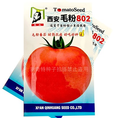 西安毛粉802番茄种子5g老品种儿时味道高秧粉果座果能力强基地品