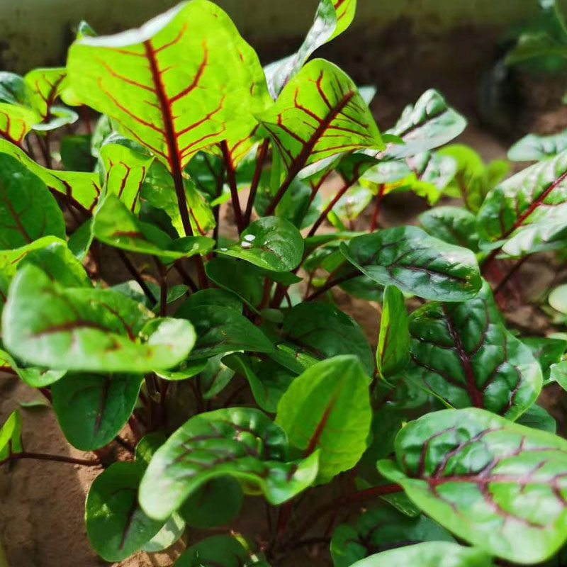 红脉酸模种子西餐摆盘点缀沙拉红丝红柄酸膜叶春季夏季观叶生吃