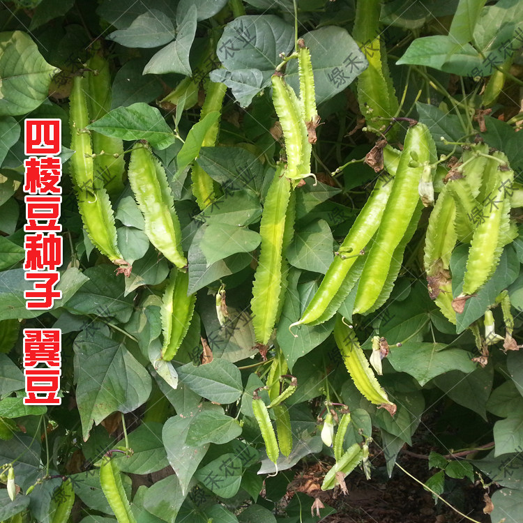 四棱豆种子海南四角豆种籽豆角种子菜豆爬藤农家阳台蔬菜四季播种