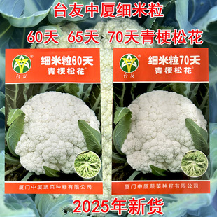细米梗松花菜种子细米粒60天65天70天青梗松花菜2000粒青梗花椰菜