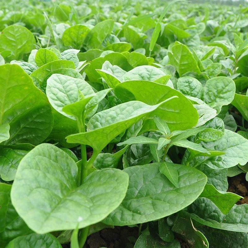 木耳菜种子大叶胭脂菜落葵籽豆腐菜种籽四季种爬藤农家菜蔬菜种子