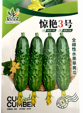 水果黄瓜种子惊艳3号全雌旱黄瓜种籽翠绿稀刺瘤果肉浅绿色口感脆