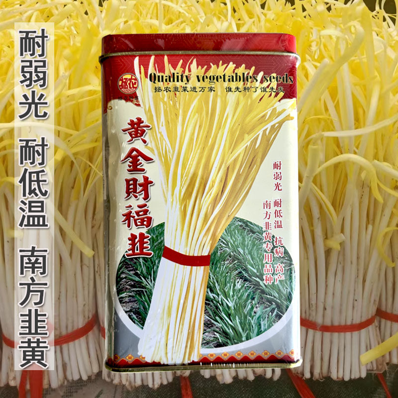 黄金财福韭种子耐低温耐寒高产