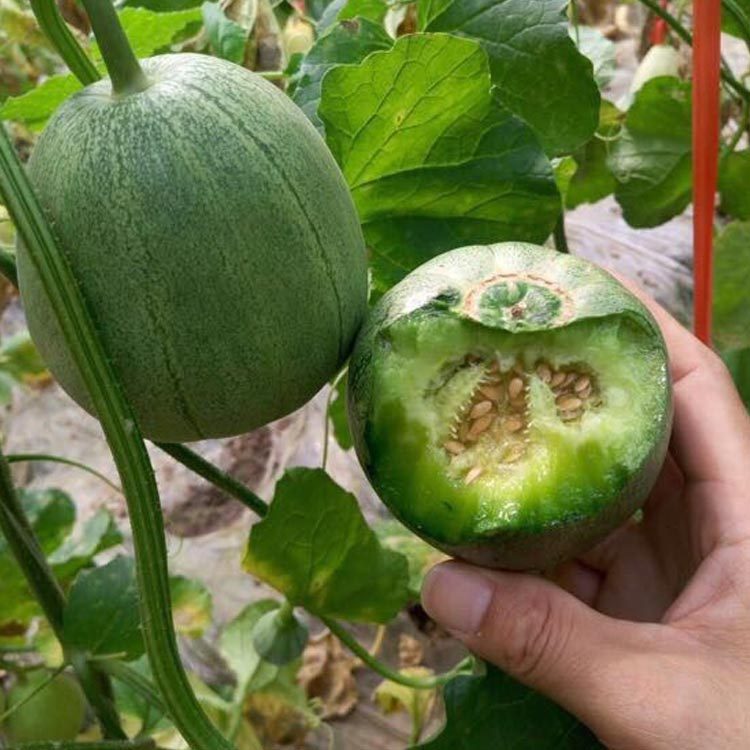 绿宝甜瓜种子老品种香瓜 口感香甜皮薄果皮果肉绿色蔬菜专用包邮