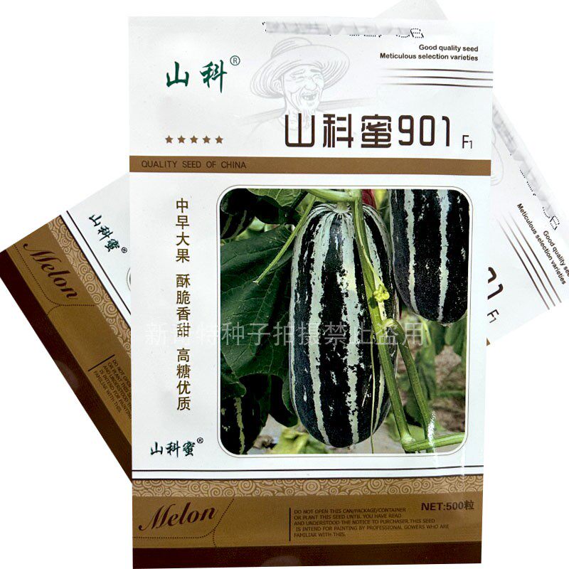 山科蜜901早熟大果薄皮甜瓜种子长圆柱形花皮浅绿肉脆甜香瓜
