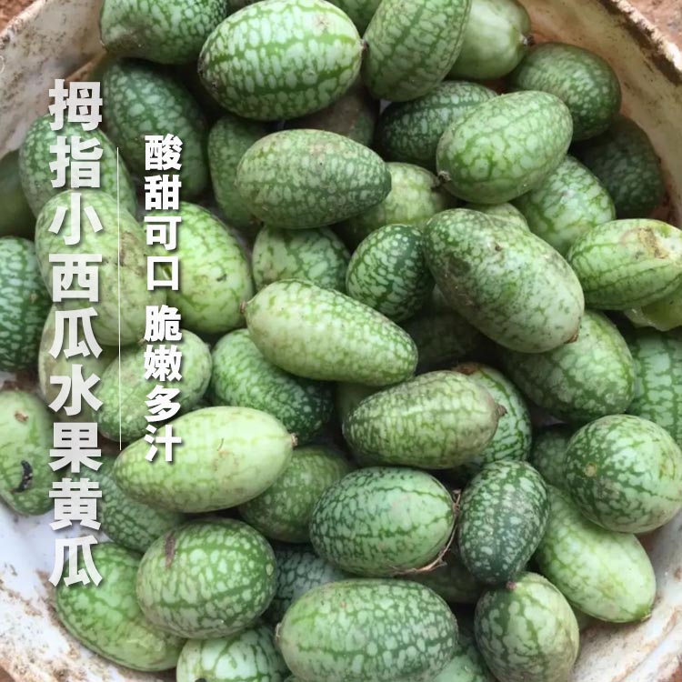 拇指西瓜种子拇指黄瓜种籽迷你墨西哥酸水果黄瓜种籽孑阳台四季盆
